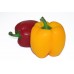 Bell Pepper